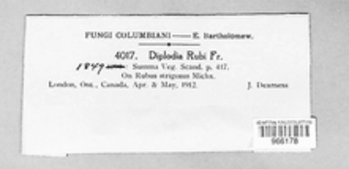 Diplodia rubi image